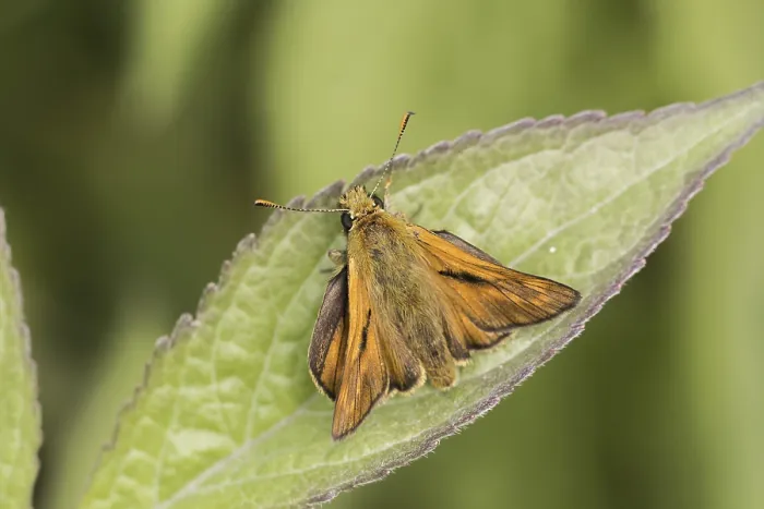 Gerahmter Druck : Ochlodes sylvanus (Ochlodes venatus) Gerahmter Druck : Ochlodes sylvanus (Ochlodes venatus)