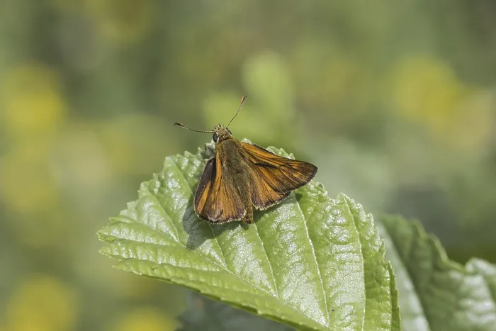 Gerahmter Druck : Ochlodes sylvanus (Ochlodes venatus) Gerahmter Druck : Ochlodes sylvanus (Ochlodes venatus)