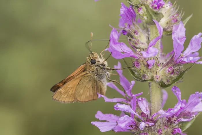 Gerahmter Druck : Ochlodes sylvanus (Ochlodes venatus) Gerahmter Druck : Ochlodes sylvanus (Ochlodes venatus)