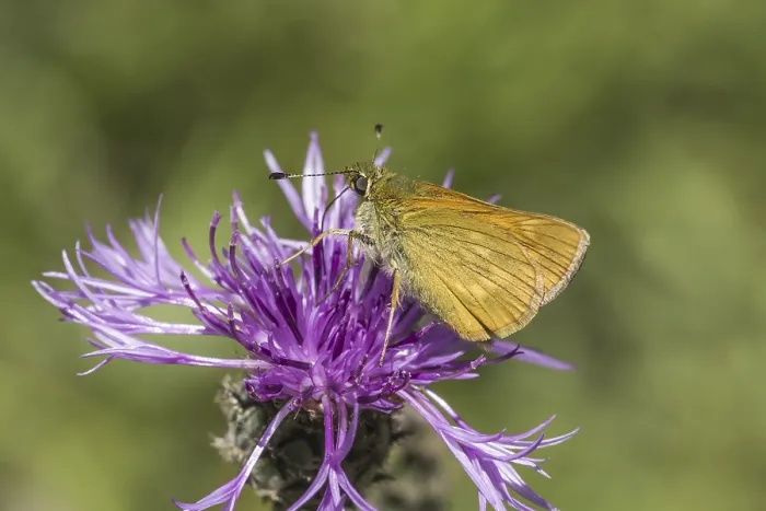 Gerahmter Druck : Ochlodes sylvanus (Ochlodes venatus) Gerahmter Druck : Ochlodes sylvanus (Ochlodes venatus)