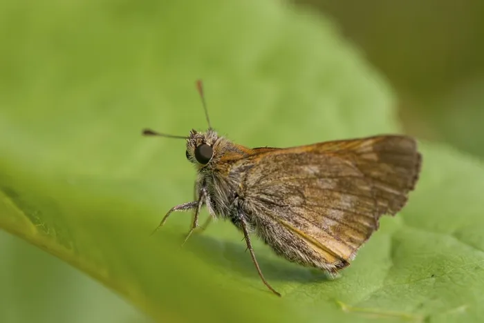 Gerahmter Druck : Ochlodes sylvanus, Ochlodes venatus Gerahmter Druck : Ochlodes sylvanus, Ochlodes venatus