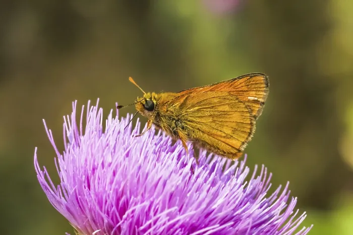 Gerahmter Druck : Ochlodes venatus (Ochlodes sylvanus) Gerahmter Druck : Ochlodes venatus (Ochlodes sylvanus)