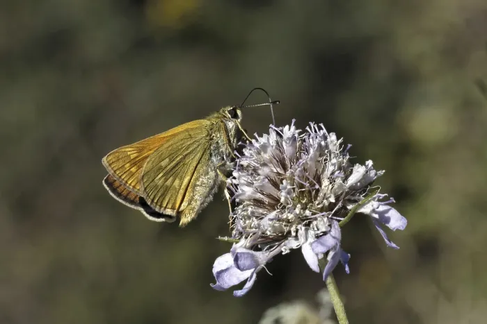 Gerahmter Druck : Ochlodes venatus, Ochlodes sylvanus Gerahmter Druck : Ochlodes venatus, Ochlodes sylvanus
