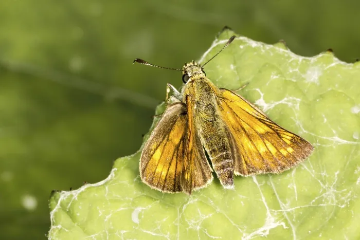 Gerahmter Druck : Ochlodes venatus (Ochlodes sylvanus) Gerahmter Druck : Ochlodes venatus (Ochlodes sylvanus)