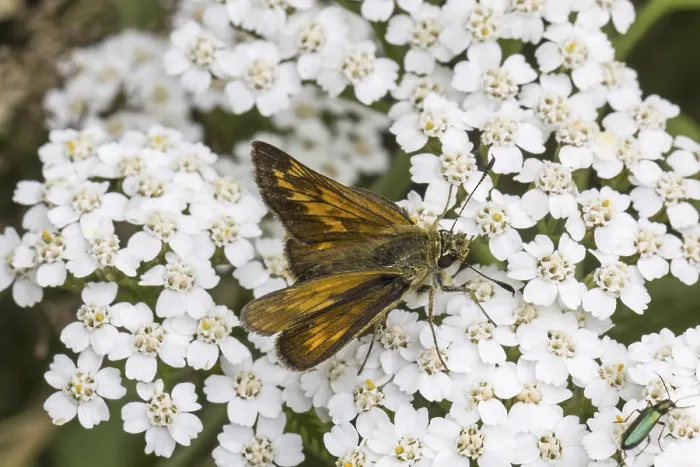 Gerahmter Druck : Ochlodes venatus (Ochlodes sylvanus) Gerahmter Druck : Ochlodes venatus (Ochlodes sylvanus)