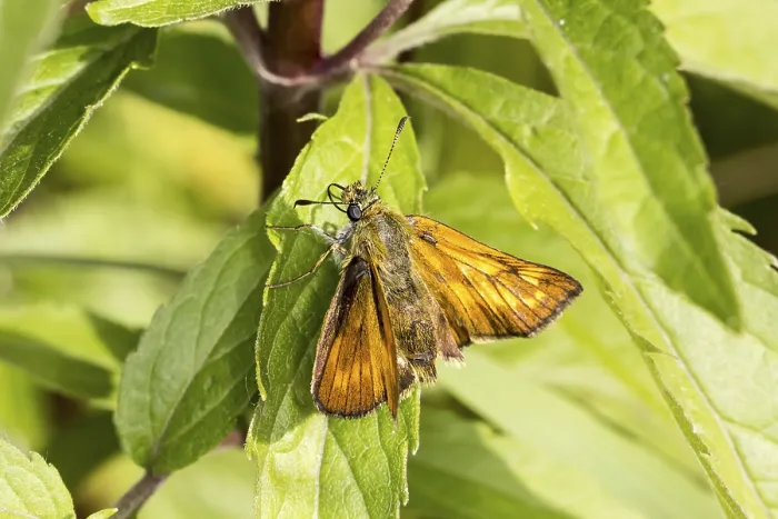 Gerahmter Druck : Ochlodes venatus (Ochlodes sylvanus) Gerahmter Druck : Ochlodes venatus (Ochlodes sylvanus)