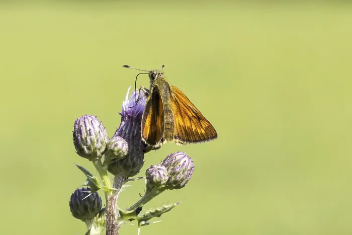 Gerahmter Druck : Ochlodes venatus (Ochlodes sylvanus) Gerahmter Druck : Ochlodes venatus (Ochlodes sylvanus)