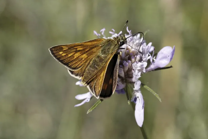 Gerahmter Druck : Ochlodes venatus, Ochlodes sylvanus Gerahmter Druck : Ochlodes venatus, Ochlodes sylvanus