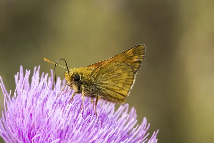 Gerahmter Druck : Ochlodes venatus (Ochlodes sylvanus) Gerahmter Druck : Ochlodes venatus (Ochlodes sylvanus)