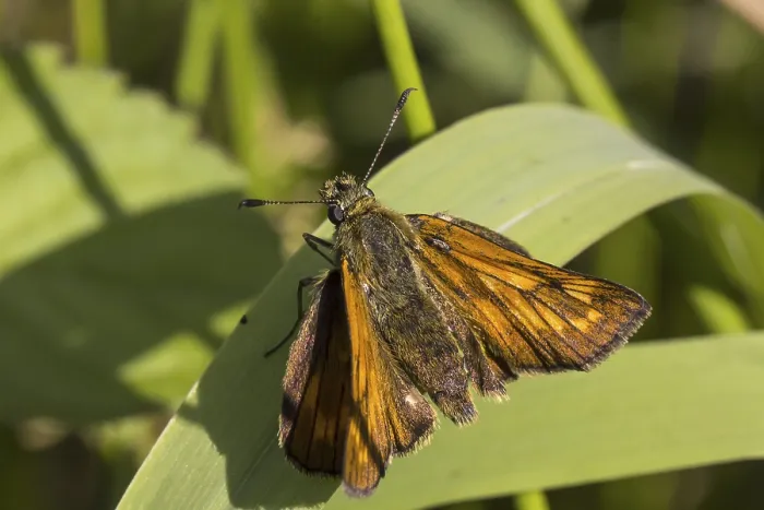 Gerahmter Druck : Ochlodes venatus (Ochlodes sylvanus) Gerahmter Druck : Ochlodes venatus (Ochlodes sylvanus)