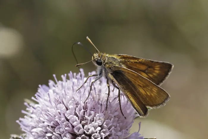 Gerahmter Druck : Ochlodes venatus, Ochlodes sylvanus Gerahmter Druck : Ochlodes venatus, Ochlodes sylvanus