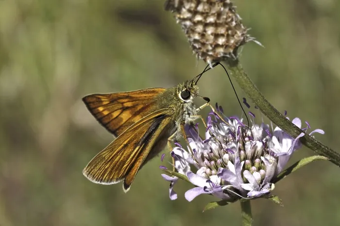 Gerahmter Druck : Ochlodes venatus, Ochlodes sylvanus Gerahmter Druck : Ochlodes venatus, Ochlodes sylvanus