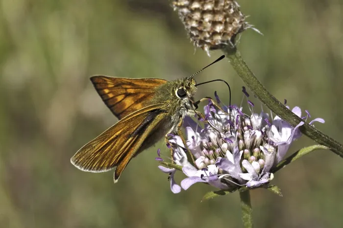 Gerahmter Druck : Ochlodes venatus, Ochlodes sylvanus Gerahmter Druck : Ochlodes venatus, Ochlodes sylvanus