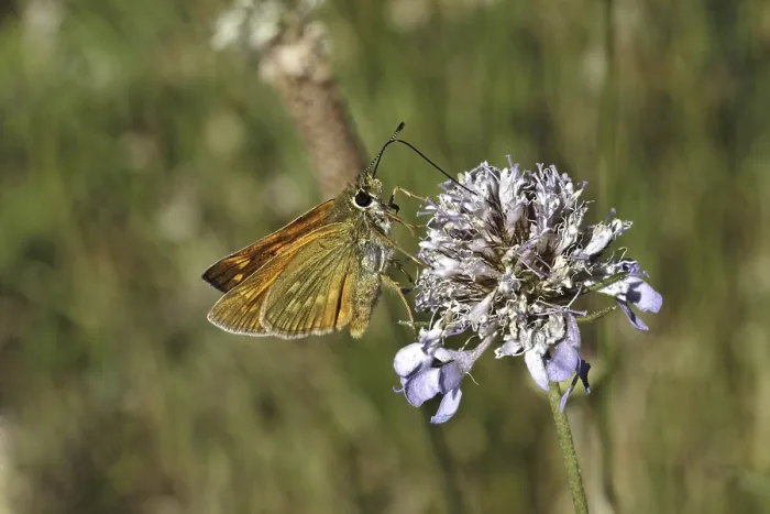 Gerahmter Druck : Ochlodes venatus, Ochlodes sylvanus Gerahmter Druck : Ochlodes venatus, Ochlodes sylvanus