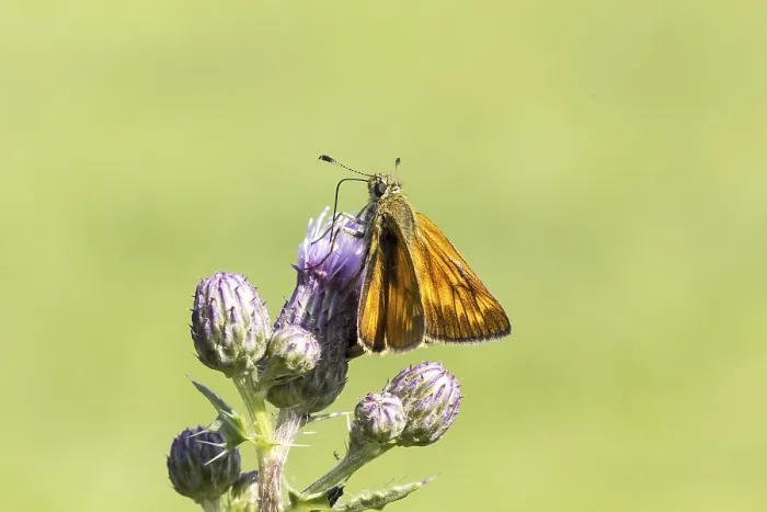 Gerahmter Druck : Ochlodes venatus (Ochlodes sylvanus) Gerahmter Druck : Ochlodes venatus (Ochlodes sylvanus)
