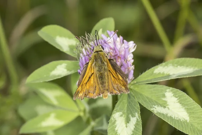 Gerahmter Druck : Ochlodes venatus (Ochlodes sylvanus) Gerahmter Druck : Ochlodes venatus (Ochlodes sylvanus)