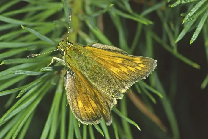 Gerahmter Druck : Ochlodes venatus, rötlichbrauner Thighead. Gerahmter Druck : Ochlodes venatus, rötlichbrauner Thighead.