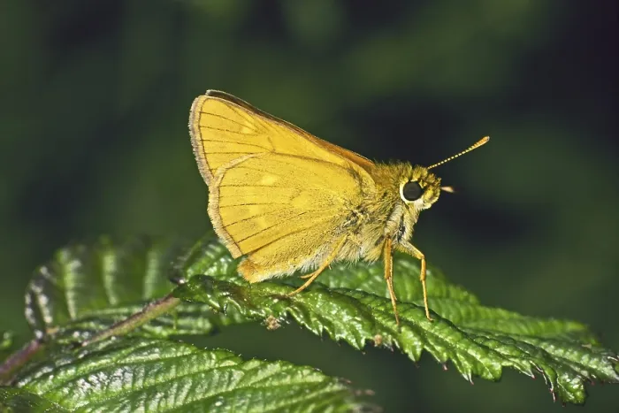 Gerahmter Druck : Ochlodes venatus, rotbrauner Thighead. Gerahmter Druck : Ochlodes venatus, rotbrauner Thighead.