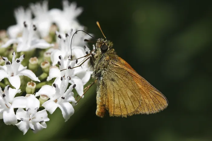 Gerahmter Druck : Ochlodes venatus, rötlichbrauner Thighead Gerahmter Druck : Ochlodes venatus, rötlichbrauner Thighead