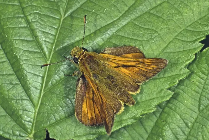 Gerahmter Druck : Rostfarbener Thighead (Ochlodes venatus) Gerahmter Druck : Rostfarbener Thighead (Ochlodes venatus)
