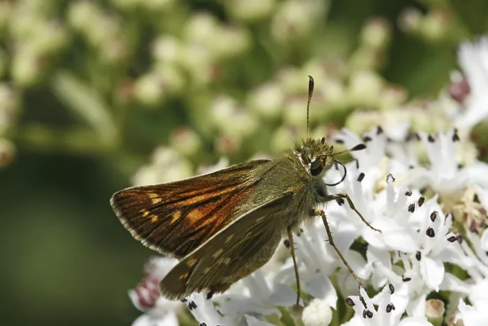 Gerahmter Druck : Roter Thighed Ochlodes venatus Gerahmter Druck : Roter Thighed Ochlodes venatus