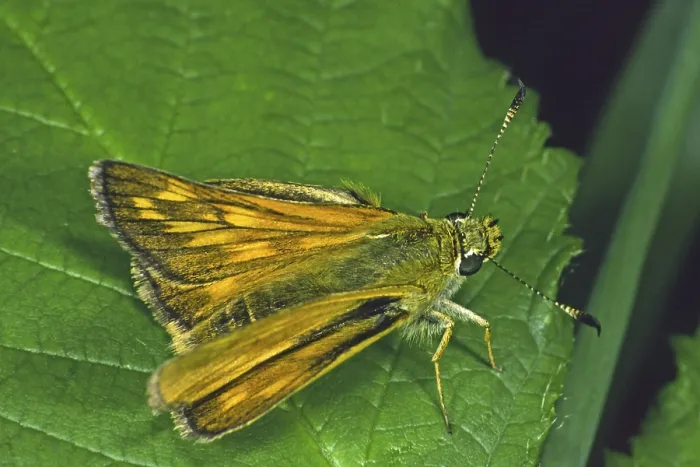 Gerahmter Druck : Rostfarbener Thighead (Ochlodes venatus) Gerahmter Druck : Rostfarbener Thighead (Ochlodes venatus)