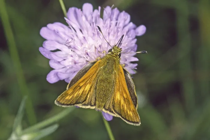 Gerahmter Druck : Rostfarbener Thighead (Ochlodes venatus) Gerahmter Druck : Rostfarbener Thighead (Ochlodes venatus)