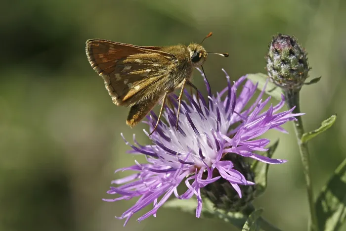 Gerahmter Druck : Ochlodes venatus, rostrofarbiger Thighead Gerahmter Druck : Ochlodes venatus, rostrofarbiger Thighead