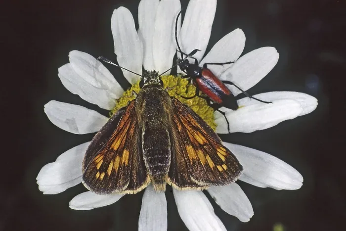 Gerahmter Druck : Ochlodes venatus, rötlichbrauner Thighead Gerahmter Druck : Ochlodes venatus, rötlichbrauner Thighead