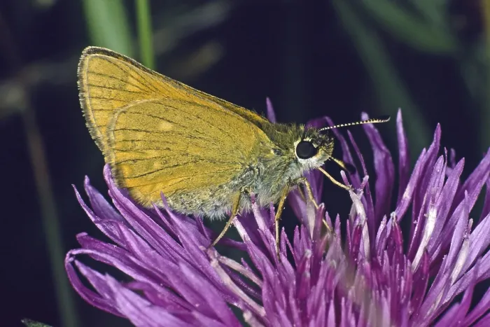 Gerahmter Druck : Ochlodes venatus, rostrofarbiger Thighead Gerahmter Druck : Ochlodes venatus, rostrofarbiger Thighead
