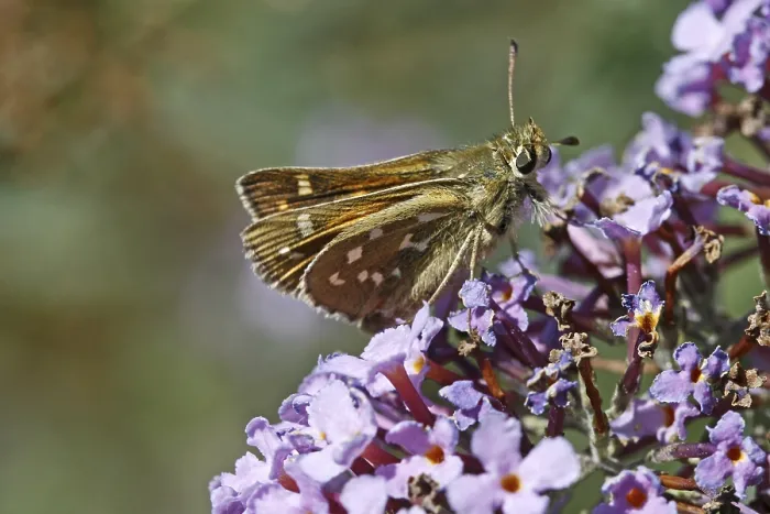Gerahmter Druck : Ochlodes venatus, rötlichbrauner Thighhead Gerahmter Druck : Ochlodes venatus, rötlichbrauner Thighhead
