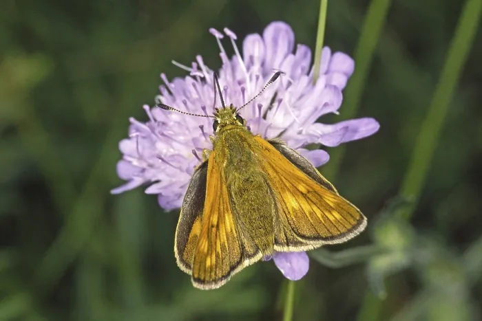 Gerahmter Druck : Ochlodes venatus, rötlichbrauner Thighed Gerahmter Druck : Ochlodes venatus, rötlichbrauner Thighed