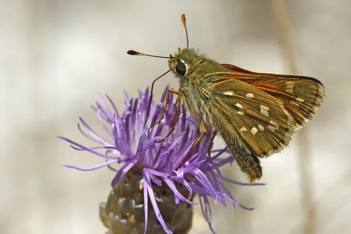 Gerahmter Druck : Ochlodes venatus, rötlichbrauner Thighead Gerahmter Druck : Ochlodes venatus, rötlichbrauner Thighead