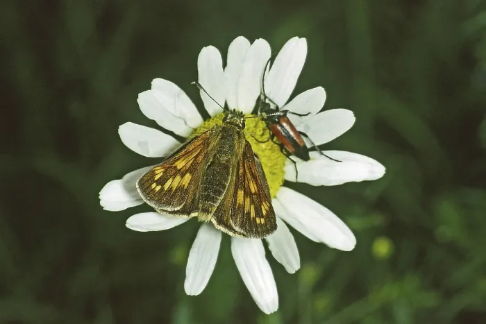 Gerahmter Druck : Ochlodes venatus, rötlichbrauner Thighhead. Gerahmter Druck : Ochlodes venatus, rötlichbrauner Thighhead.