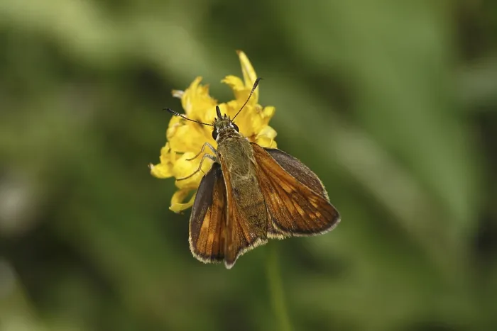 Gerahmter Druck : Ochlodes venatus, rötlichbrauner Thighhead. Gerahmter Druck : Ochlodes venatus, rötlichbrauner Thighhead.