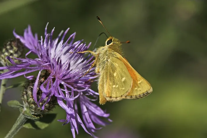 Gerahmter Druck : Ochlodes venatus, rostrofarbiger Thighead Gerahmter Druck : Ochlodes venatus, rostrofarbiger Thighead