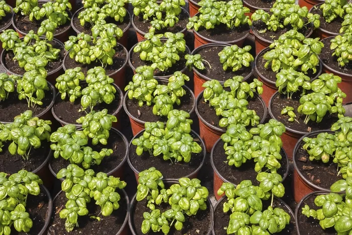 Gerahmter Druck : Ocimum basilicum Gerahmter Druck : Ocimum basilicum