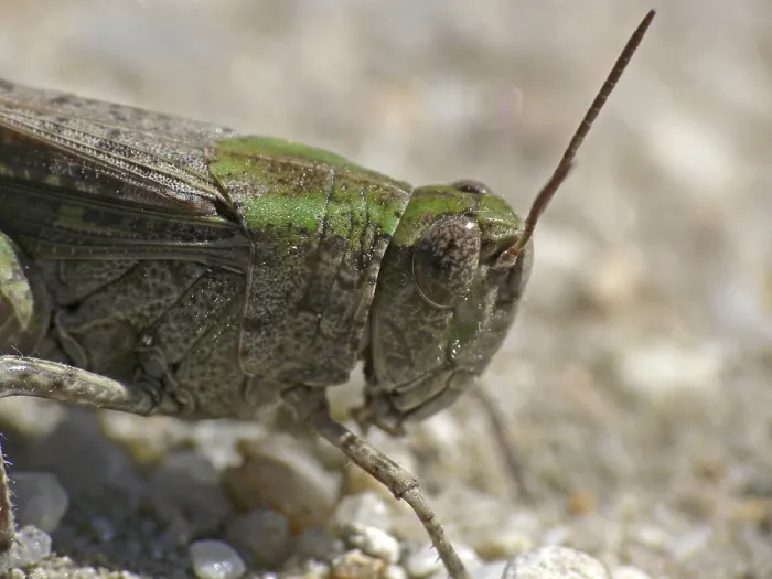 Gerahmter Druck : Schmetterling Oedipus decorus Gerahmter Druck : Schmetterling Oedipus decorus
