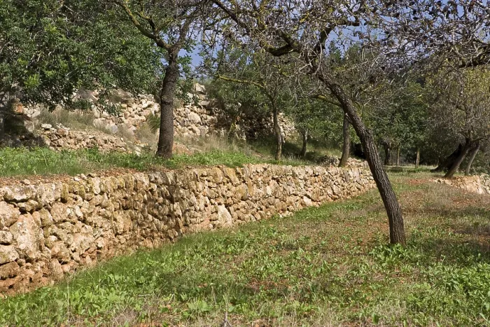 Gerahmter Druck : Mit Bäumen abgeglichen und typischer spanischer Mauer aus Stein. Gerahmter Druck : Mit Bäumen abgeglichen und typischer spanischer Mauer aus Stein.
