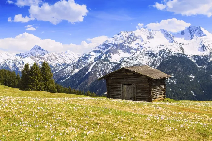 Gerahmter Druck : Altes Scheunenhaus in einem Krokusfeld. Gerahmter Druck : Altes Scheunenhaus in einem Krokusfeld.