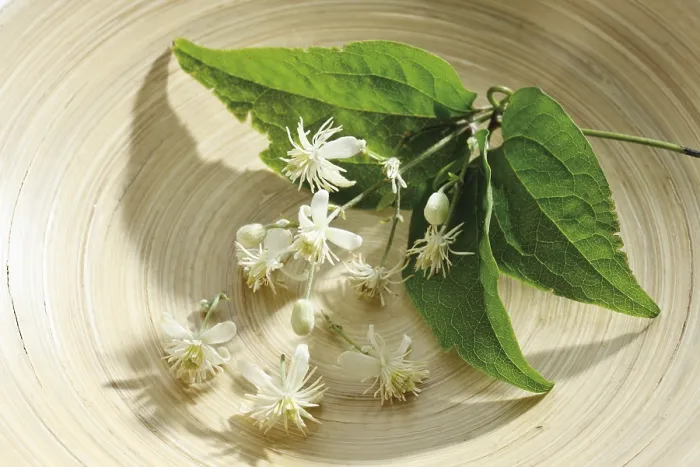 Gerahmter Druck : Alte Bart oder Clematis (Clematis) Gerahmter Druck : Alte Bart oder Clematis (Clematis)