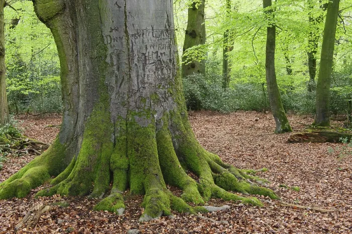 Gerahmter Druck : Alte Buche (Fagus sylvatica) im Frühling. Gerahmter Druck : Alte Buche (Fagus sylvatica) im Frühling.