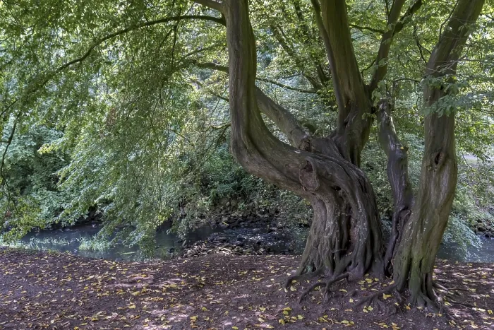 Gerahmter Druck : Alte Buche, Münsterland. Gerahmter Druck : Alte Buche, Münsterland.