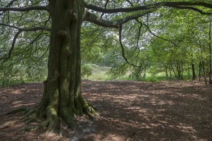 Gerahmter Druck : Alte Buche im Münsterland. Gerahmter Druck : Alte Buche im Münsterland.