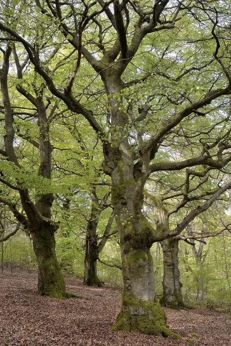 Gerahmter Druck : Alte Buchenbäume (Fagus sylvatica) Gerahmter Druck : Alte Buchenbäume (Fagus sylvatica)