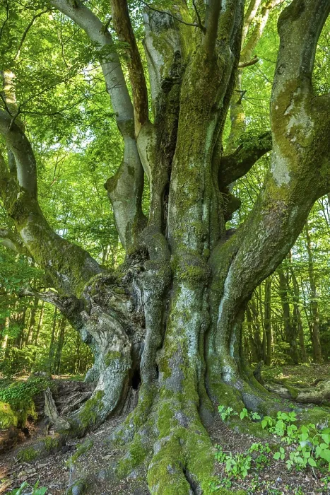 Gerahmter Druck : Alte Gemeine Eiche (Fagus sylvatica) Gerahmter Druck : Alte Gemeine Eiche (Fagus sylvatica)