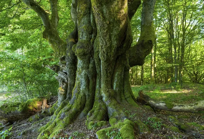 Gerahmter Druck : Alte Gemeine Eiche (Fagus sylvatica) Gerahmter Druck : Alte Gemeine Eiche (Fagus sylvatica)