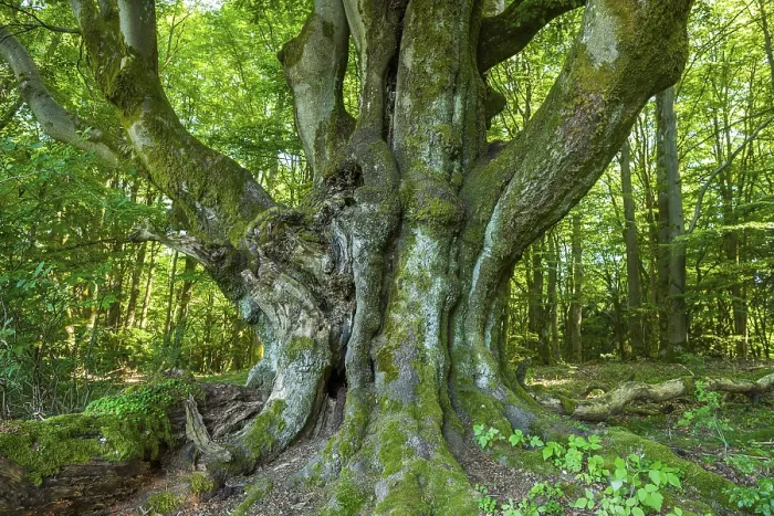 Gerahmter Druck : Alte Gemeine Eiche (Fagus sylvatica) Gerahmter Druck : Alte Gemeine Eiche (Fagus sylvatica)
