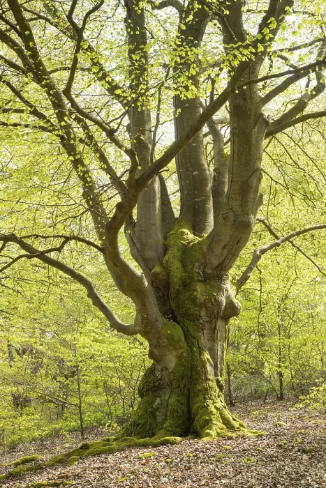 Gerahmter Druck : Alte Gemeine Buche (Fagus sylvatica)