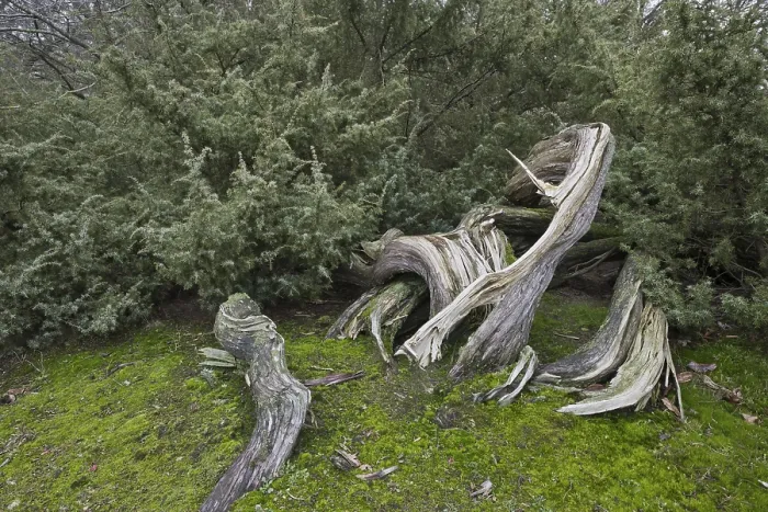 Gerahmter Druck : Alte Gemeine Wacholder (Juniperus communis) Gerahmter Druck : Alte Gemeine Wacholder (Juniperus communis)